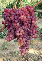 Живець (черенок, лоза) Виноград Велес (супер ранній, бурштиново-рожевий) (1104244202)
