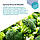 Life Extension Optimized Broccoli with Myrosinase / Екстракт броколі з мірозиназою 30 капсул, фото 3