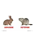 Книга Домашние животные. Окружающий мир для самых маленьких, фото 3