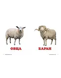 Книга Домашние животные. Окружающий мир для самых маленьких, фото 5