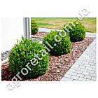 Кора соснова дрібна фракція 50 л, фото 4