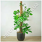 Опора для рослин кокосова Ø32 мм 150 см, фото 4