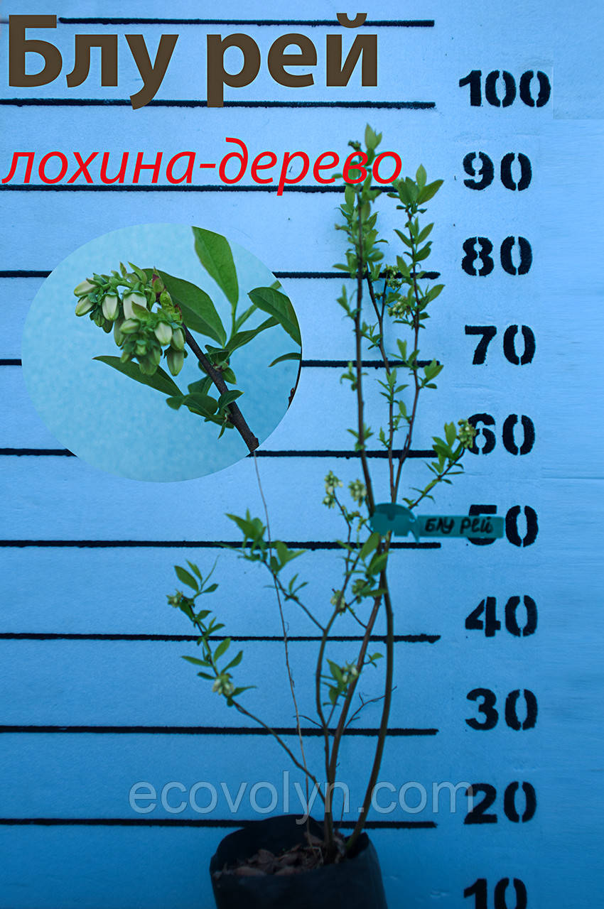 Саджанець Лохина БЛУ РЕЙ  (Blue rey) 3річка