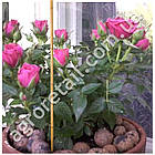 Опора для рослин бамбукова 90 см, фото 3