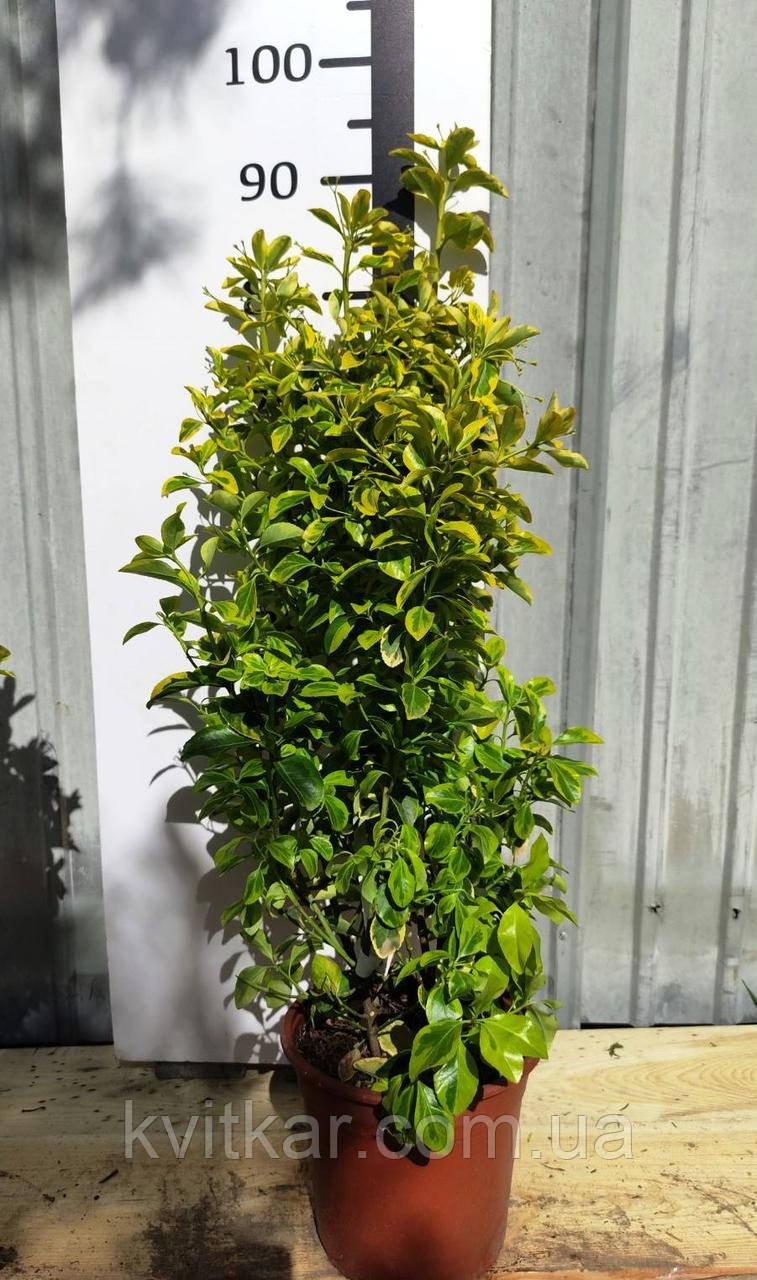 БЕРЕСКЛЕТ EUONYMUS JAPONICA ELEGANTISSIMA AUREA  с 5L  h 70-80, фото 1
