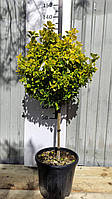 БЕРЕСКЛЕТ EUONYMUS JAPONICA ELEGANTISSIMA AUREA C. 18L 1/4 FUSTO