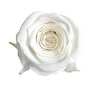 Роза стабилизированная Princess в коробке Белый