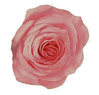 Роза стабилизированная Princess в коробке Темно-розовая