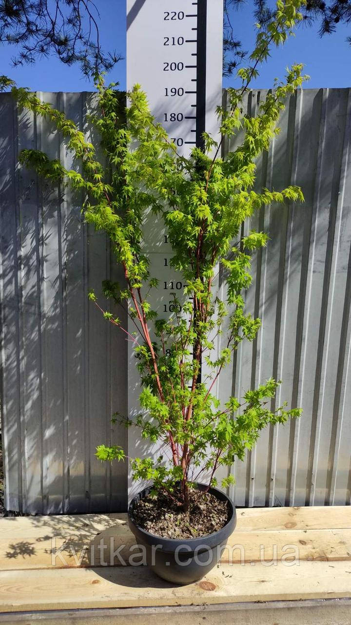 Клен пальмолистий Сангокаку ACER PALMATUM SANGOKAKU C 40 h 260, фото 1