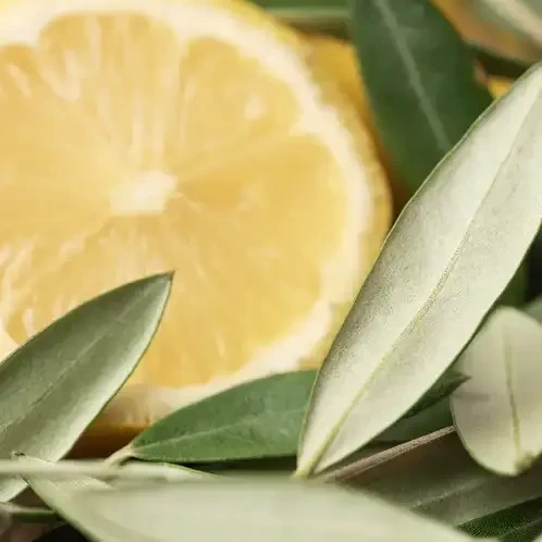 Аромаолія преміум "Санторині: свіжоскошена трава, море" Olive Leaf and Citron. Candle Science. 10 мл 50 г - фото 1 - id-p2181115105