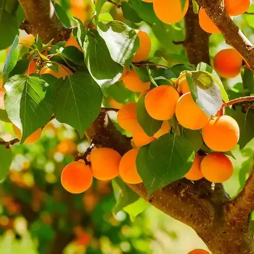 Аромаолія преміум "Абрикосовий гай: абрикоси, зелене листя", Apricot Citron Candle Science. 10 мл 100 г - фото 1 - id-p2181118835