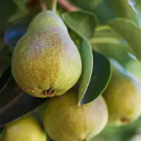 Аромаолія преміум "Грушевий сад: шкірка груш, листя, деревні", Orchard Pear, Candle Science 10 мл