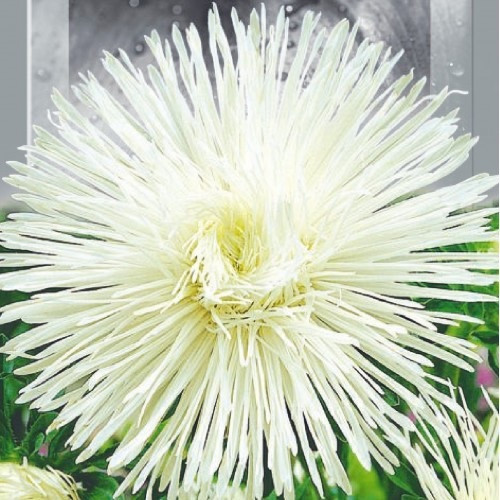 Насіння Астра Лебідь (0,3г), фото 1