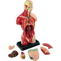 Набор для экспериментов EDU-Toys Анатомическая модель человека сборная 27 см (MK027) c