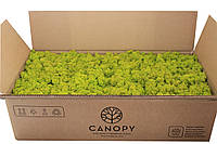 Стабилизированный мох - Ягель - Lime Green - 10 кг - Organic Design