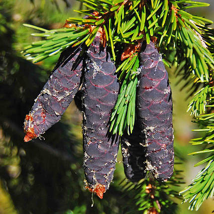 Ялина Бреверіана / С10 / h 50-70 / Picea Breweriana, фото 2