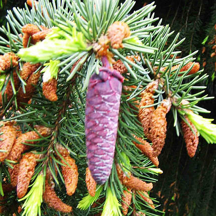 Ялина Бреверіана / С10 / h 50-70 / Picea Breweriana, фото 2