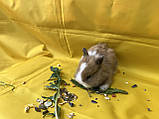 Карликовий Кролик, фото 2