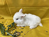 Декоративний кролик, фото 2