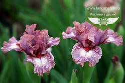 Iris dwarf bearded 'Raspberry Ice', Ірис бородатий карликовий 'Расберрі Айс',C1 - горщик 1л