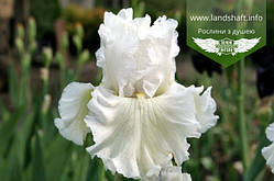 Iris tall bearded 'Odna Kalyna', Ірис бородатий високий 'Одна Калина',C2 - горщик 2л