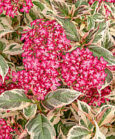 Гортензія пильчата "Ейфорія Пінк".
Hydrangea serrata "EUPHORIA Pink".