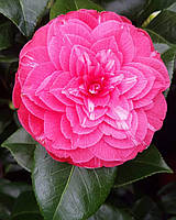 Камелія японська "Principessa Baciocchi". Camellia "Principessa Baciocchi". П9