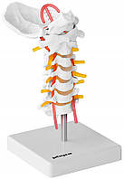 Цервикальный шип - анатомическая модель