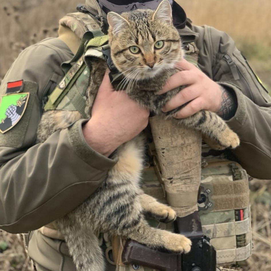 Тактична жилетка для кота — військовий жилет для котів — тактична амуніція для тварин
