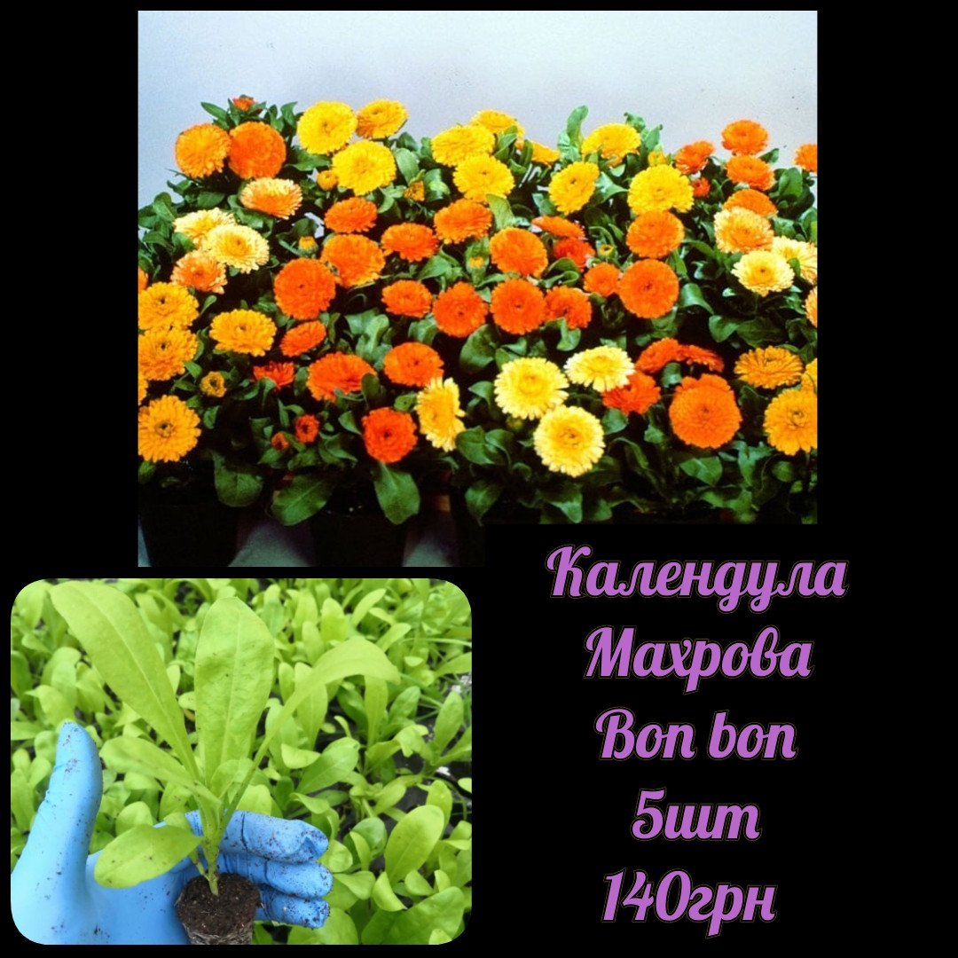 🌺 Календула махрова Сортова Bon bon🌺