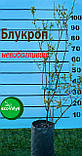 Саджанець лохини БЛУКРОП Blue Crop 3 РІЧНИЙ, фото 4