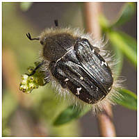 Оленка (Бронзівка) волохата – шкідник садових культур