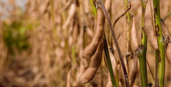 Насіння сої ОТТАВА, (еліта), Seed Grain