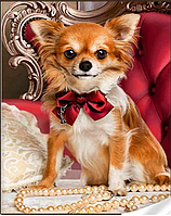 Алмазная вышивка щенок мозаика Собака Маленькая Чихуахуа 30*40см Мозаики круглыми стразами полная выкладка