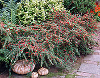 Кизильник горизонтальний Cotoneaster (контейнер 3 л.)