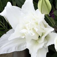 Високорослі сорти