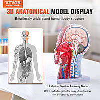 VEVOR Судинна модель голови людини Анатомічна модель мозку 225 x 115 x 281 мм, Анатомічна модель скелета