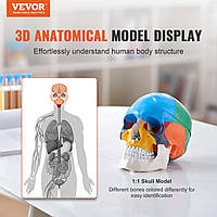 VEVOR Модель черепа людини, 8 частин мозку і 3 частини черепа, Анатомічна модель черепа в натуральну величину,