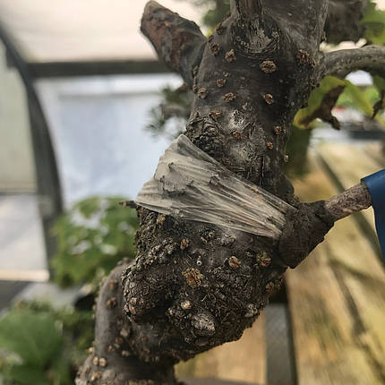 Плівка для щеплення рослин Honmamon / Хонмамон 30 мм * 100 метрів, без перфорації (Японія), фото 2