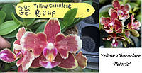 Орхідея Метелик Phal. Yellow Chococlate 'Peloric' підліток