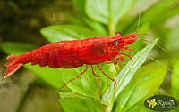 Ракообразные Креветка Сакура (Neocaridina heteropoda var. Sakura)