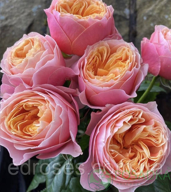 Вувузела (Vuvuzela), фото 1