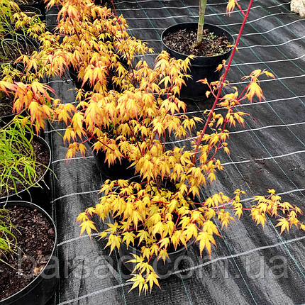 Клен японський Оранж Дрім / h 40-60 / Acer Orange Dream, фото 3