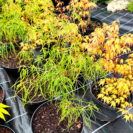 Клен японський Кото-но-іто / h 40-60 / Acer palmatum Koto-no-ito, фото 2