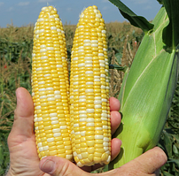 Насіння кукурудзи БСС 1075 / BSS 1075 F1 (Syngenta), 5 000 насінин — рання (65-75 днів), суперсолодка, біколорна