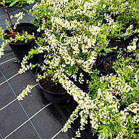 Спирея серая Грефшейм / С3 / Spiraea cinerea Grefsheim