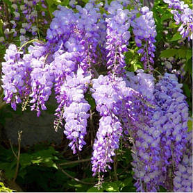 Гліцинія китайська. насіння 10шт