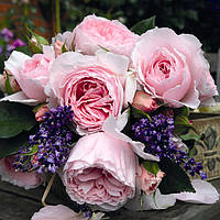 Роза Гартентраум (Gartentraume) штамб Tantau 1 прививка саженцы розы