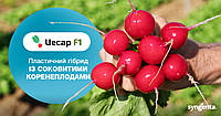 Семена редиса Цесар F1, 10.000 семян, Syngenta