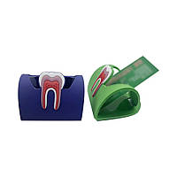 Настольная визитница стоматолога фіолетова або зелена